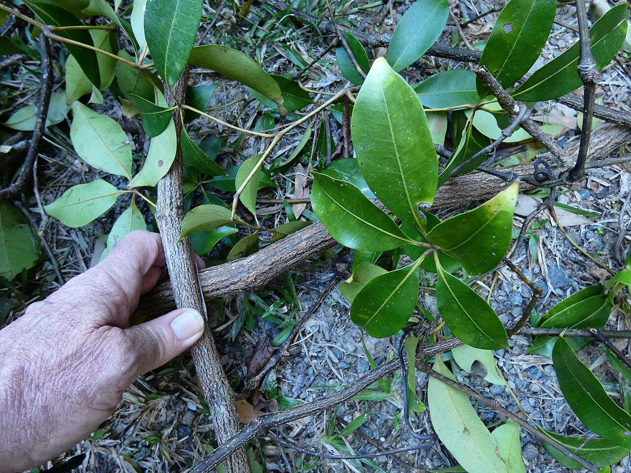 Cissus penninervis: A mass of Cissus penninervis brought to ground by a tree fall. Dindin National Park, Queensland.