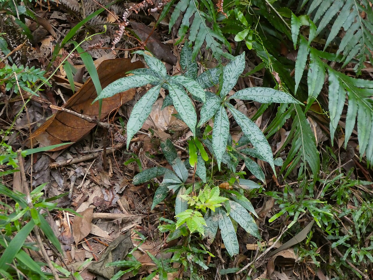 Cissus penninervis: Seedling of Cissus penninervis on the Lamb Range near Cairns , Queensland