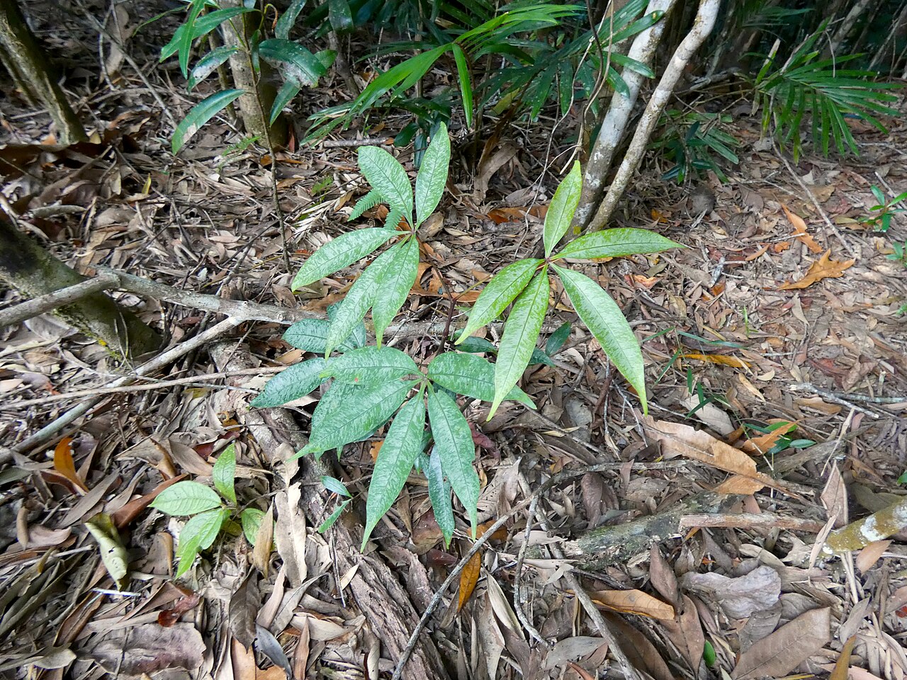 Cissus penninervis: Seedling of Cissus penninervis in rainforest on the Lamb Range near Cairns , Queensland