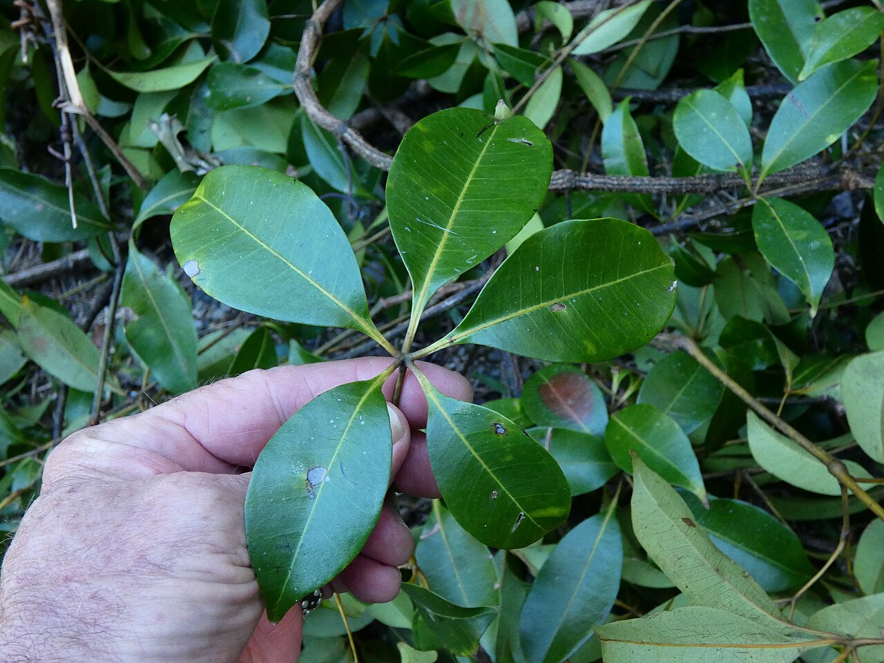 Cissus penninervis: A mass of Cissus penninervis brought to ground by a tree fall. Dindin National Park, Queensland.