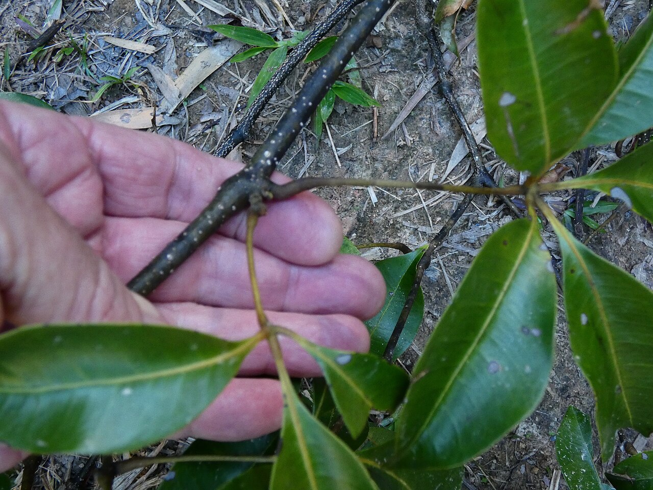Cissus penninervis: A mass of Cissus penninervis brought to ground by a tree fall. Dindin National Park, Queensland.