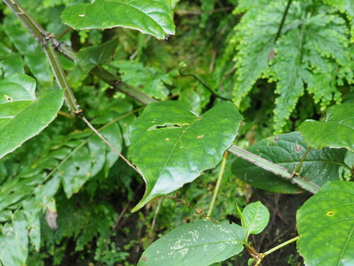 Cissus pteroclada (Cissus pteroclada)