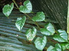 Cissus pteroclada (Cissus pteroclada)