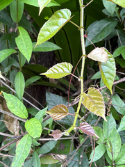 Cissus pteroclada (Cissus pteroclada)