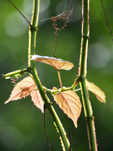 Cissus pteroclada (Cissus pteroclada)