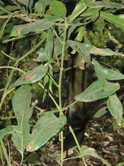 Cissus pteroclada (Cissus pteroclada)