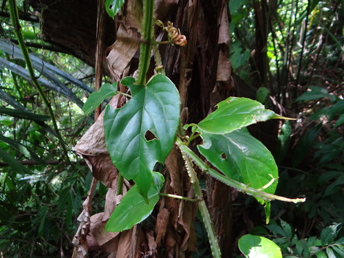 Cissus pteroclada (Cissus pteroclada)