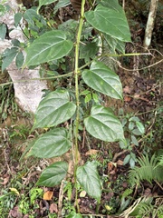 Cissus pteroclada (Cissus pteroclada)