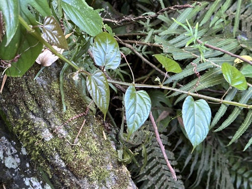 Cissus pteroclada (Cissus pteroclada)