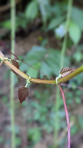 Cissus pteroclada (Cissus pteroclada)