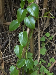 Cissus pteroclada (Cissus pteroclada)