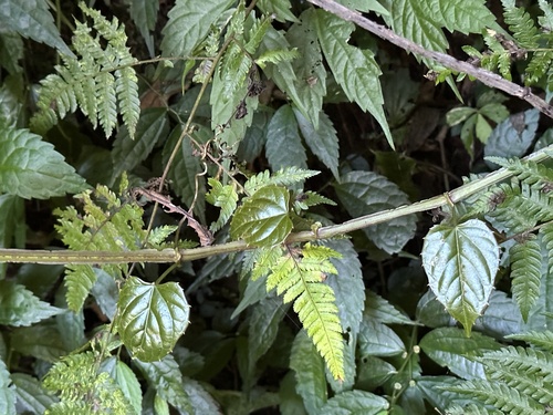 Cissus pteroclada (Cissus pteroclada)
