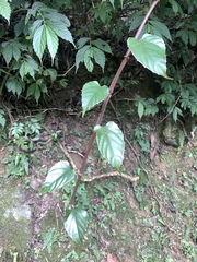 Cissus pteroclada (Cissus pteroclada)