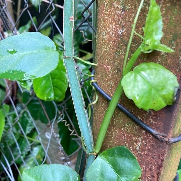 Veldt-grape (Cissus quadrangularis)