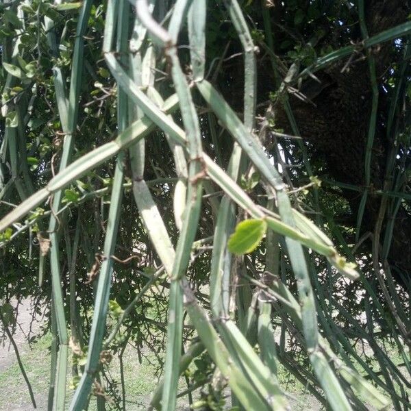 Veldt-grape (Cissus quadrangularis)