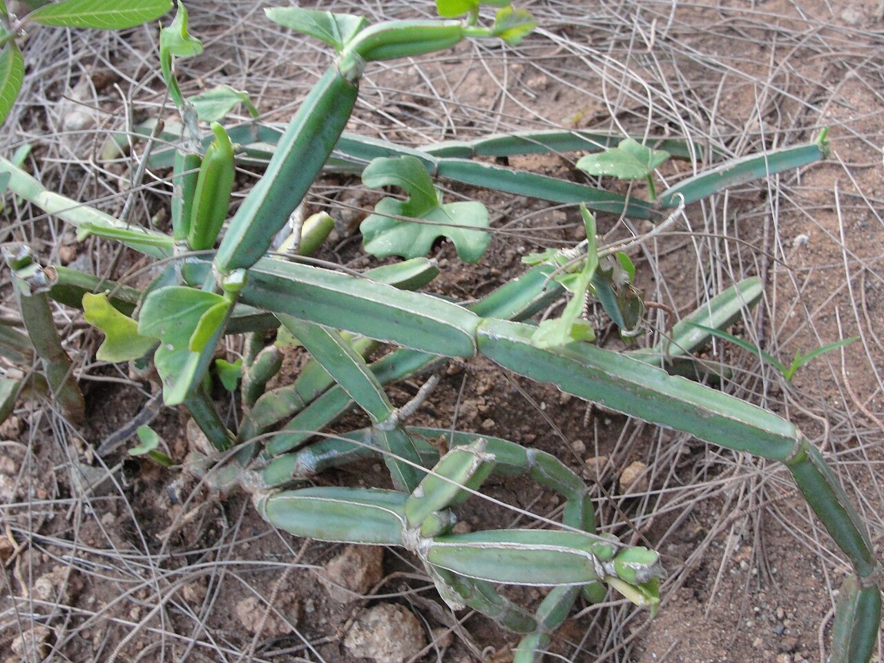 Veldt-grape: Cissus quadrangularis. Location: A herbal Garden in Forest Extension Center, Sithar Koyil, Salem, Tamil Nadu, India.