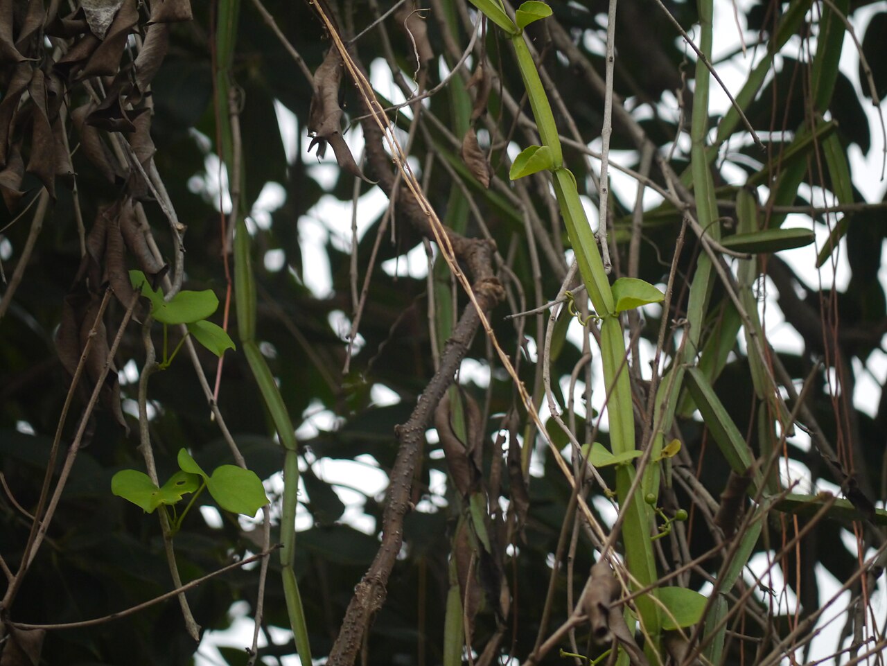 Veldt-grape: Cissus quadrangularis