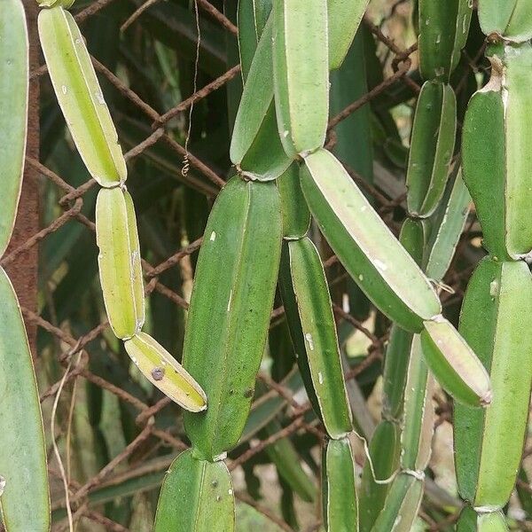 Veldt-grape (Cissus quadrangularis)