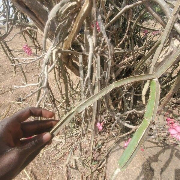 Veldt-grape (Cissus quadrangularis)