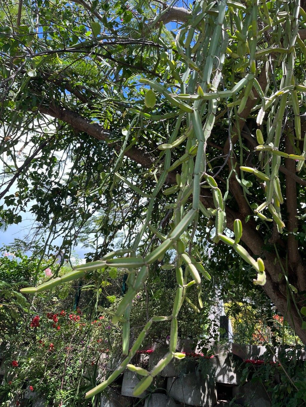 Veldt-grape (Cissus quadrangularis)