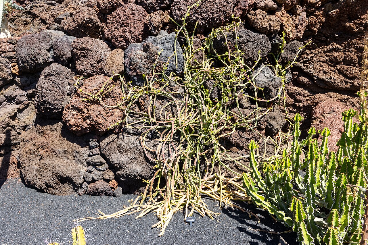 Veldt-grape: Cissus quadrangularis at Jardin de Cactus