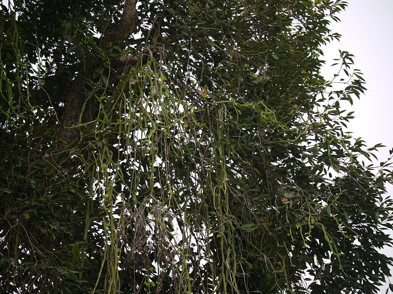 Veldt-grape: Cissus quadrangularis