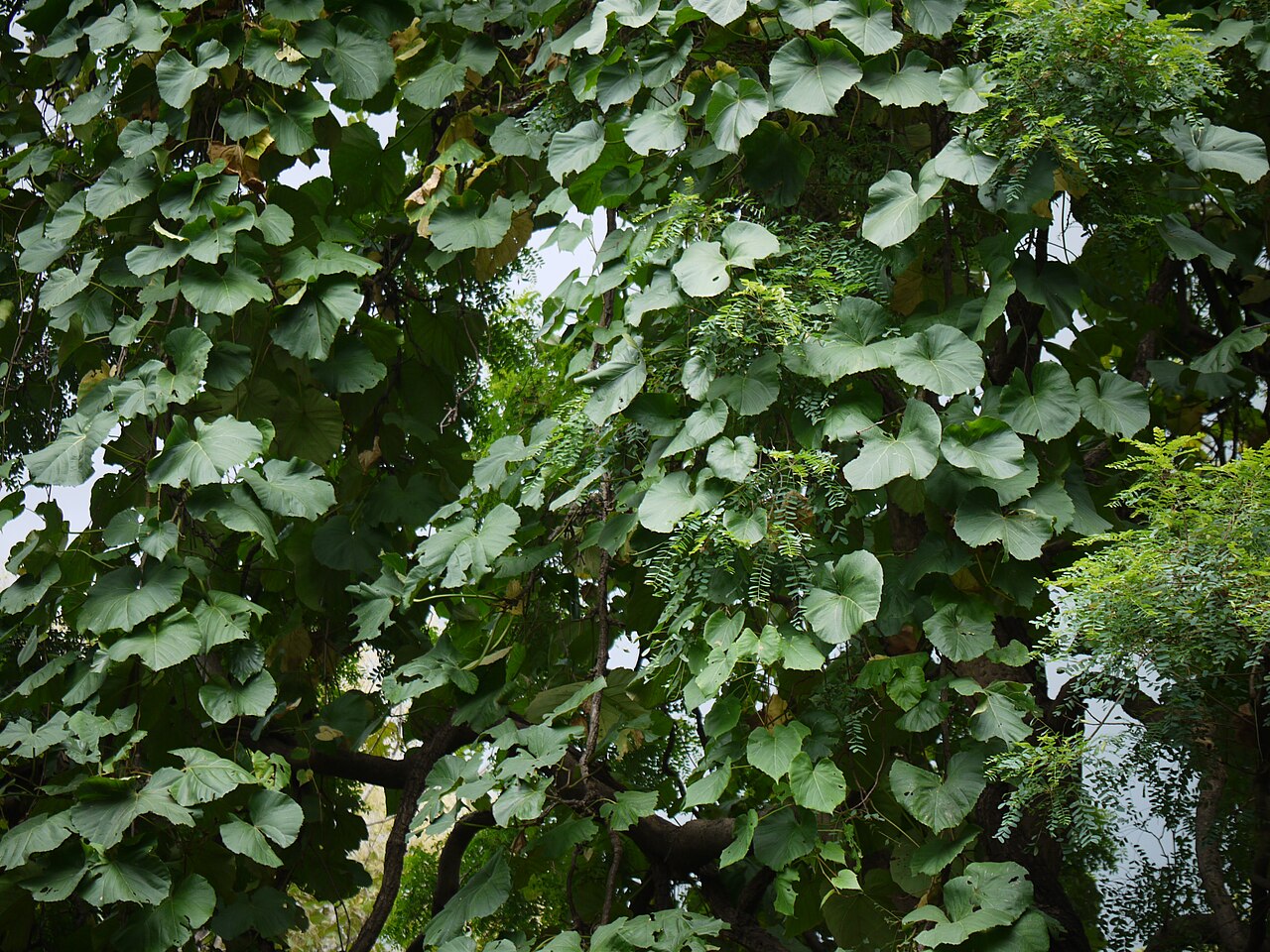 Cissus repanda: Vitaceae (vitis, or grape family) » Cissus repanda KISS-us or SISS-us -- Latin name for Ivy REP-an-duh -- has wavy edges, wavy leaf margins commonly known as :