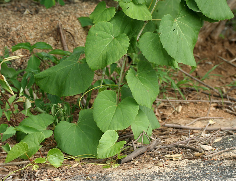 Cissus repanda: Cissus repanda (syn. Vitis repanda , Vitis pallida )- Pani Bel, Wavy-leaved Cissus • Hindi: पानी बेल Pani bel, Dekarbela • Manipuri: খোংঙৌযেন Khongngouyen • Mar