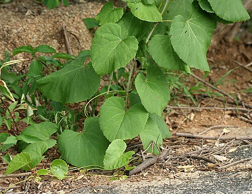 Cissus repanda: Cissus repanda (syn. Vitis repanda , Vitis pallida )- Pani Bel, Wavy-leaved Cissus • Hindi: पानी बेल Pani bel, Dekarbela • Manipuri: খোংঙৌযেন Khongngouyen • Mar