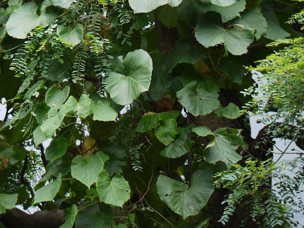 Cissus repanda: Vitaceae (vitis, or grape family) » Cissus repanda KISS-us or SISS-us -- Latin name for Ivy REP-an-duh -- has wavy edges, wavy leaf margins commonly known as :