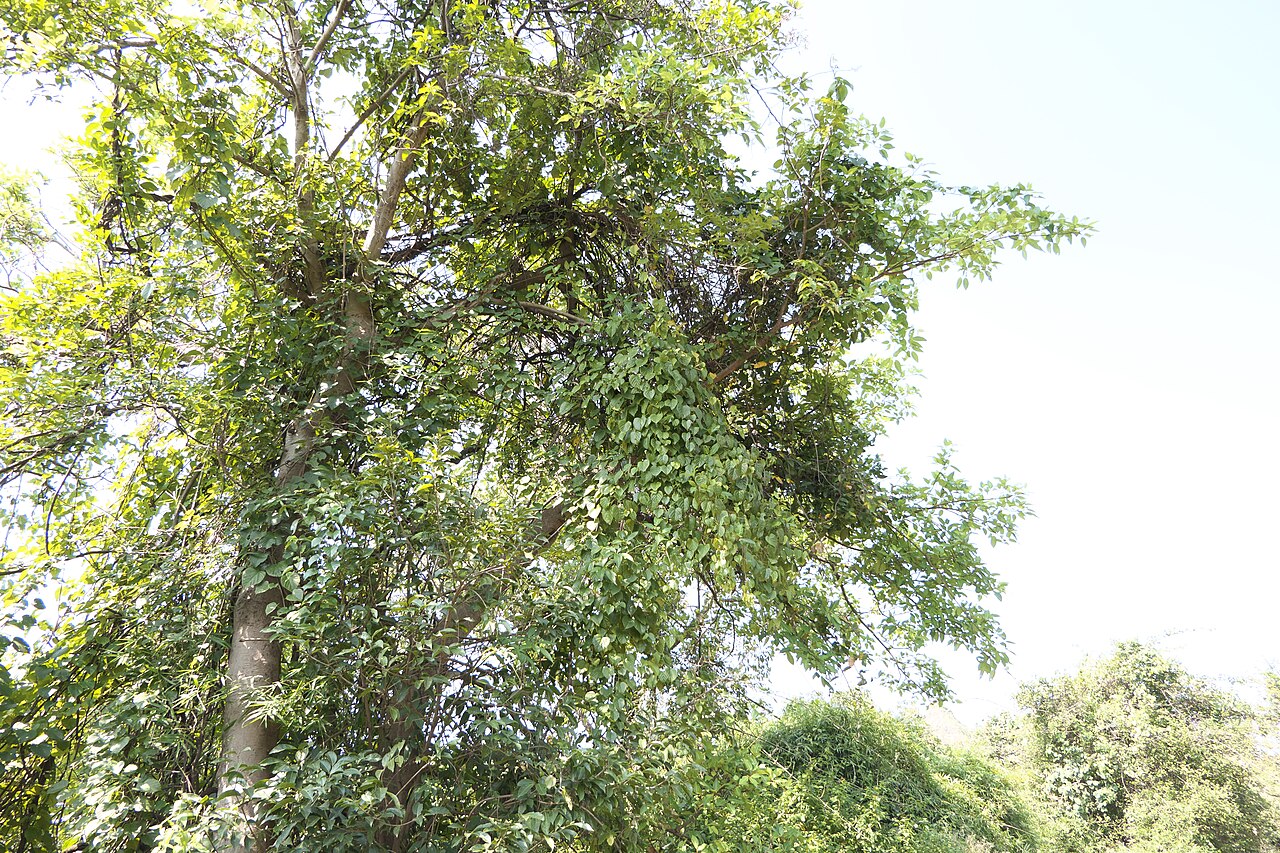 Cissus repanda: Cissus repanda Vahl