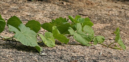 Cissus repanda: Cissus repanda (syn. Vitis repanda , Vitis pallida )- Pani Bel, Wavy-leaved Cissus • Hindi: पानी बेल Pani bel, Dekarbela • Manipuri: খোংঙৌযেন Khongngouyen • Mar