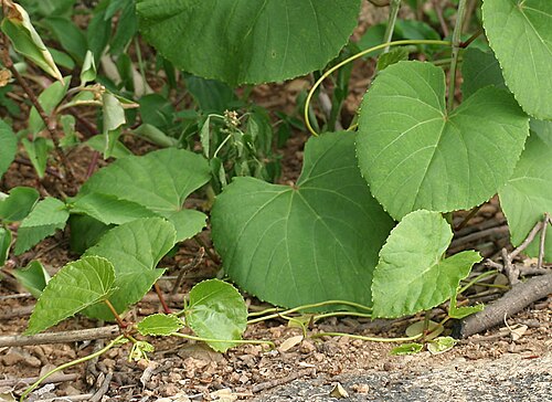 Cissus repanda: Cissus repanda (syn. Vitis repanda , Vitis pallida )- Pani Bel, Wavy-leaved Cissus • Hindi: पानी बेल Pani bel, Dekarbela • Manipuri: খোংঙৌযেন Khongngouyen • Mar