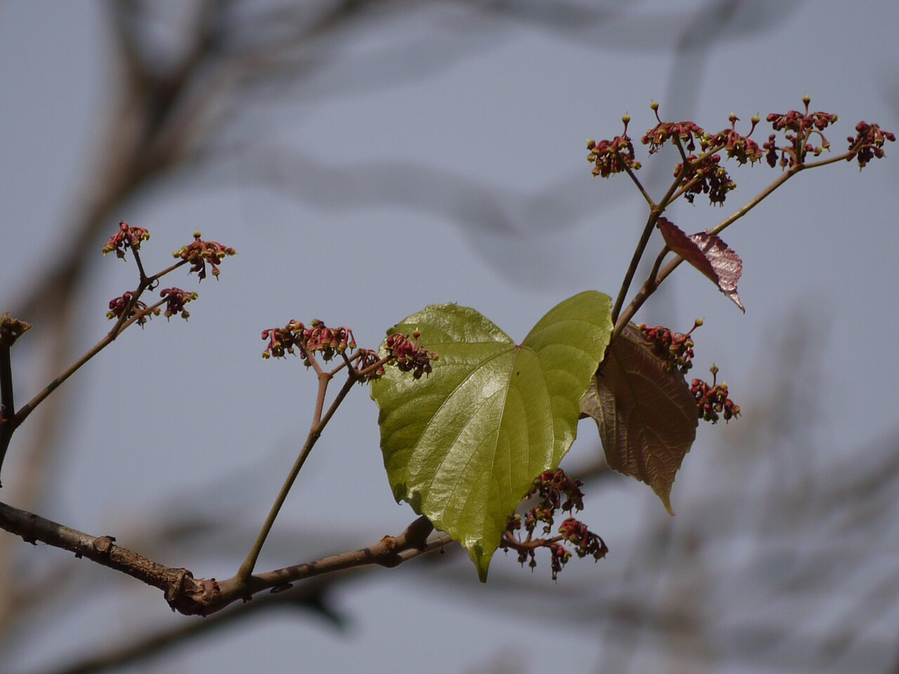 Cissus repanda: Vitaceae (vitis, or grape family) » Cissus repanda KISS-us or SISS-us -- Latin name for Ivy REP-an-duh -- has wavy edges, wavy leaf margins commonly known as :