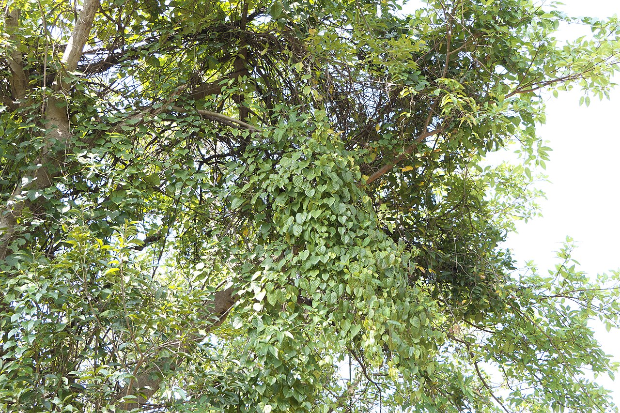 Cissus repanda: Cissus repanda Vahl