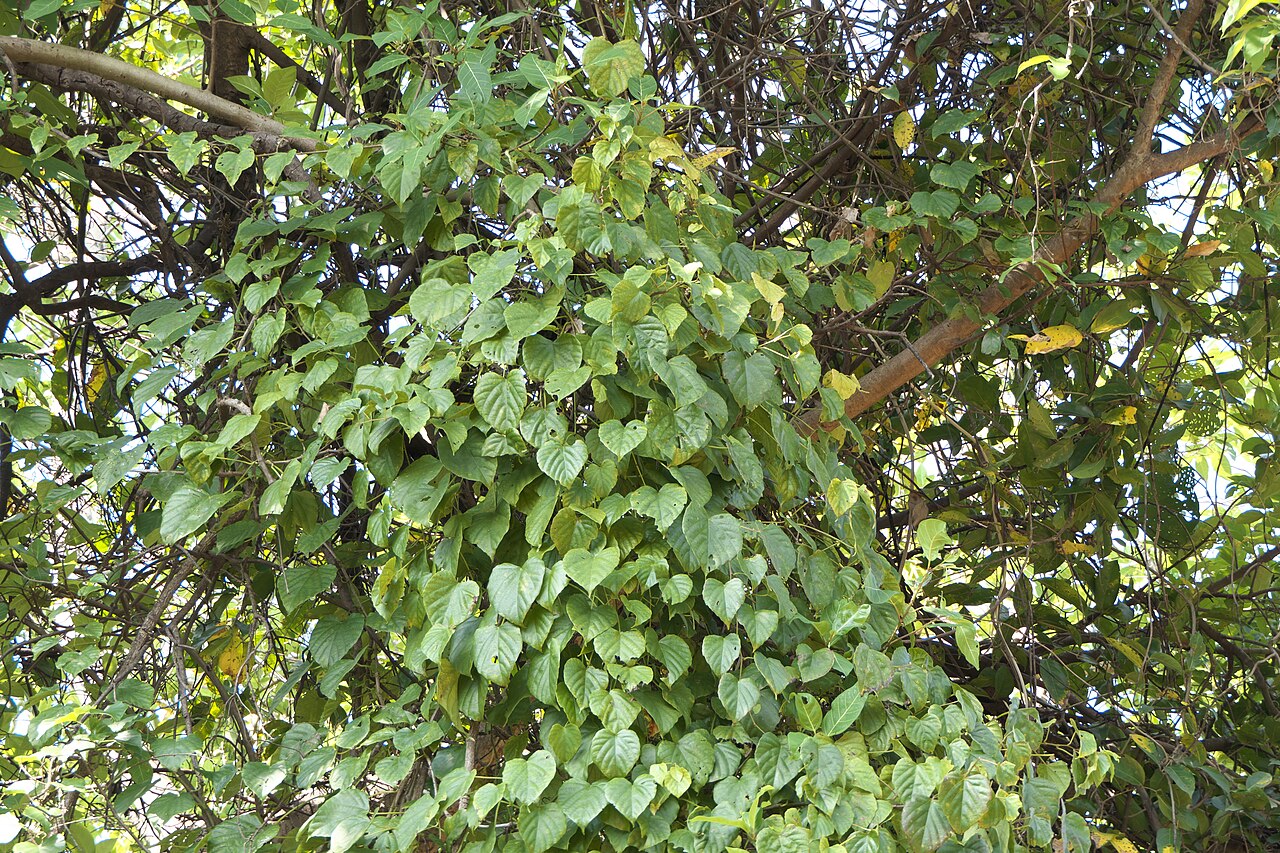Cissus repanda: Cissus repanda Vahl