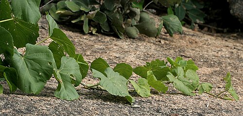 Cissus repanda: Cissus repanda (syn. Vitis repanda , Vitis pallida )- Pani Bel, Wavy-leaved Cissus • Hindi: पानी बेल Pani bel, Dekarbela • Manipuri: খোংঙৌযেন Khongngouyen • Mar