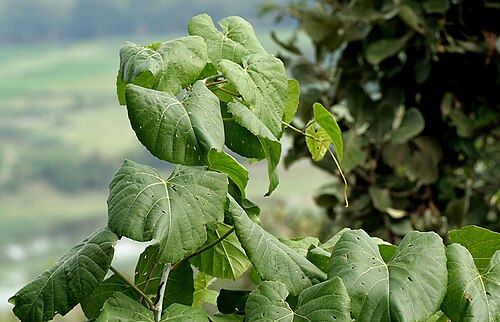 Cissus repanda: Cissus repanda (syn. Vitis repanda , Vitis pallida )- Pani Bel, Wavy-leaved Cissus • Hindi: पानी बेल Pani bel, Dekarbela • Manipuri: খোংঙৌযেন Khongngouyen • Mar