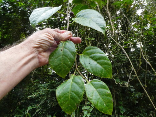 Cissus (Cissus repens)