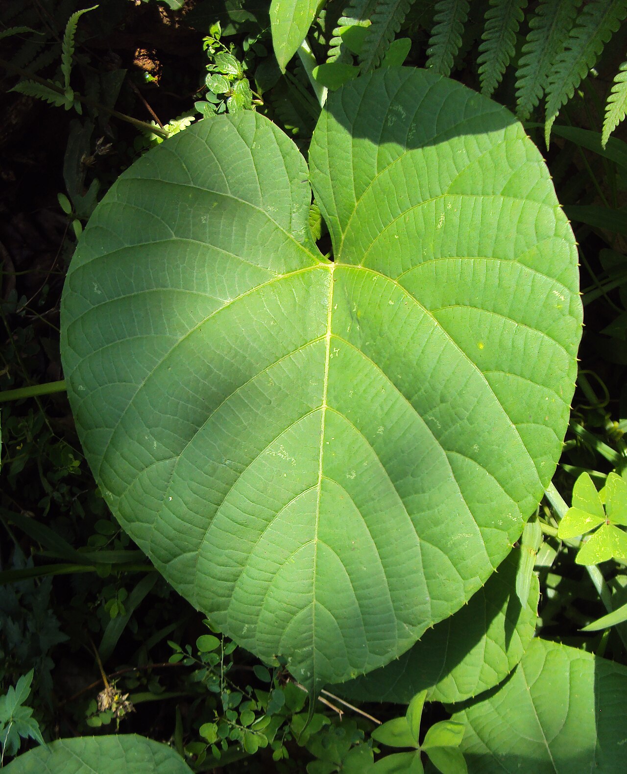 Cissus: Cissus glauca