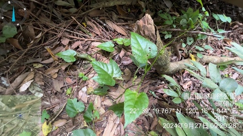 Cissus (Cissus repens)