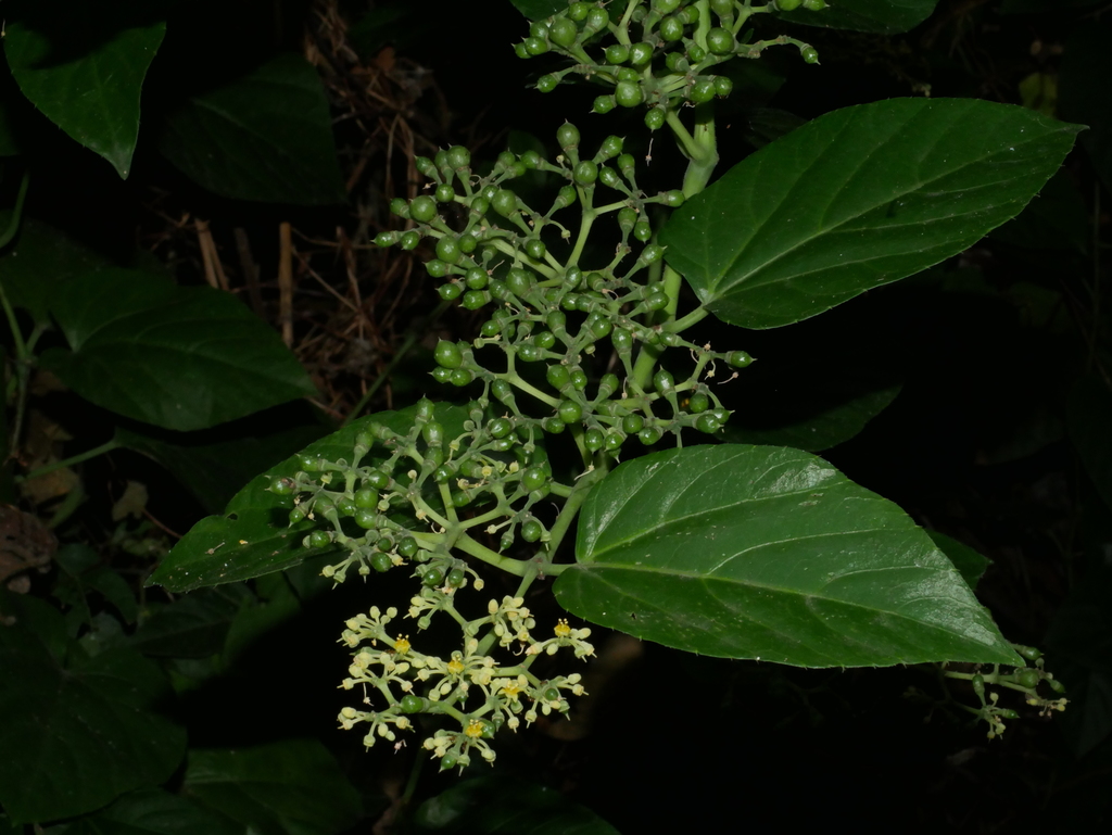 Cissus (Cissus repens)