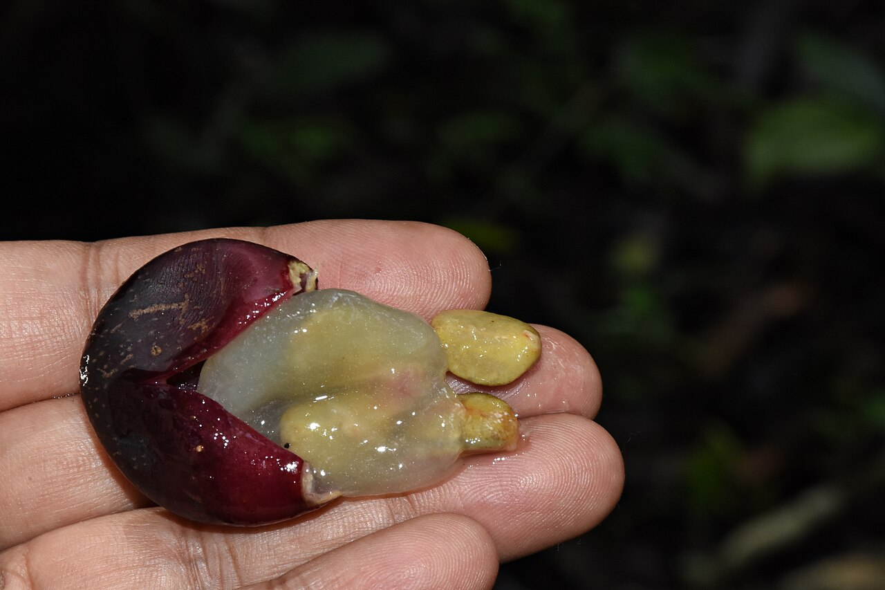 Cissus: Ampelocissus latifolia Ripe Fruit at Neeliyar Kottam. Purple-black berries are crushed open to reveal juicy jelly like pulp with sweet-sour taste. 4 elliptical