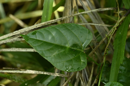 Cissus (Cissus repens)