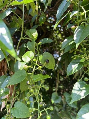 Cissus (Cissus repens)