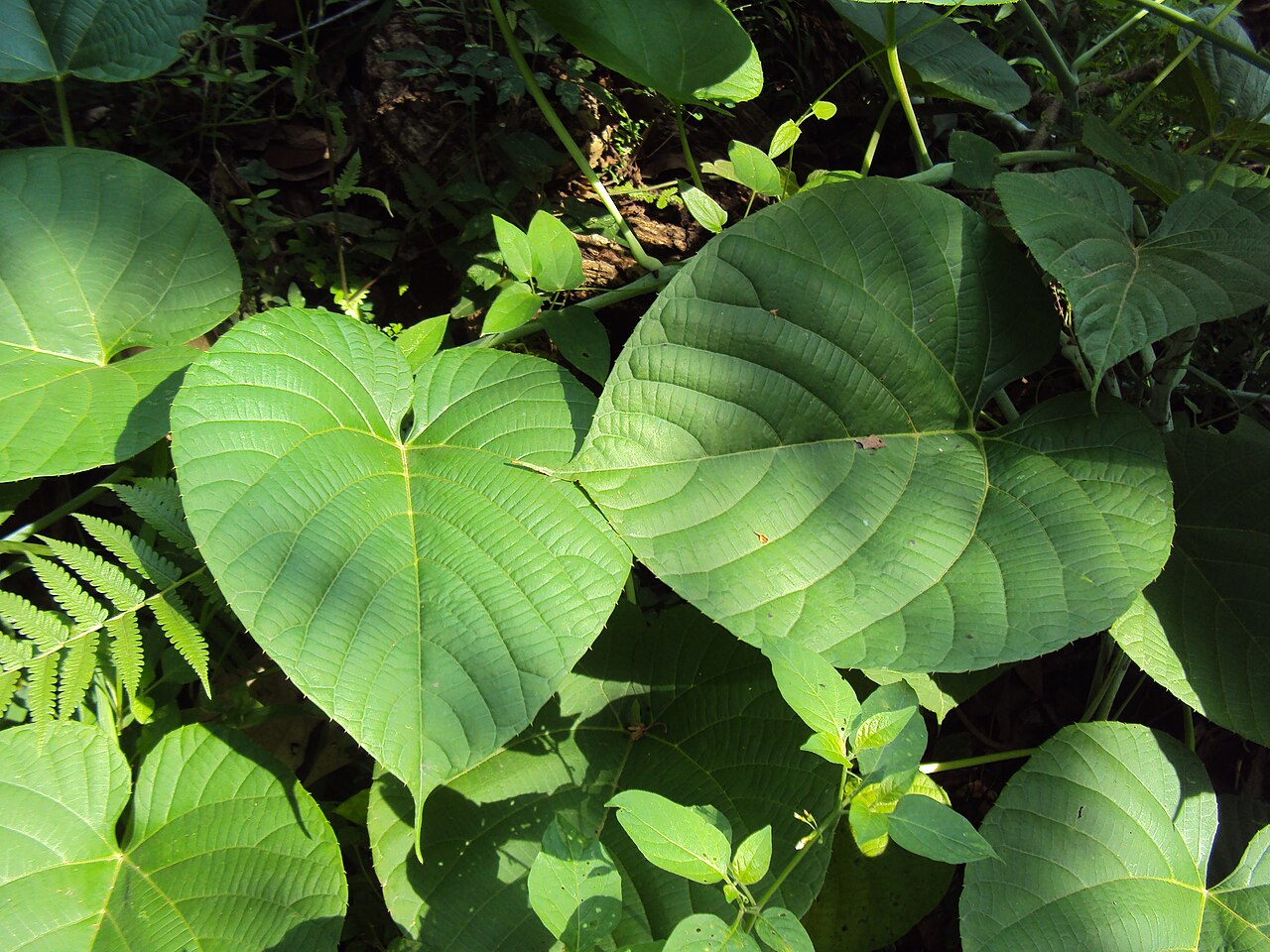 Cissus: Cissus glauca