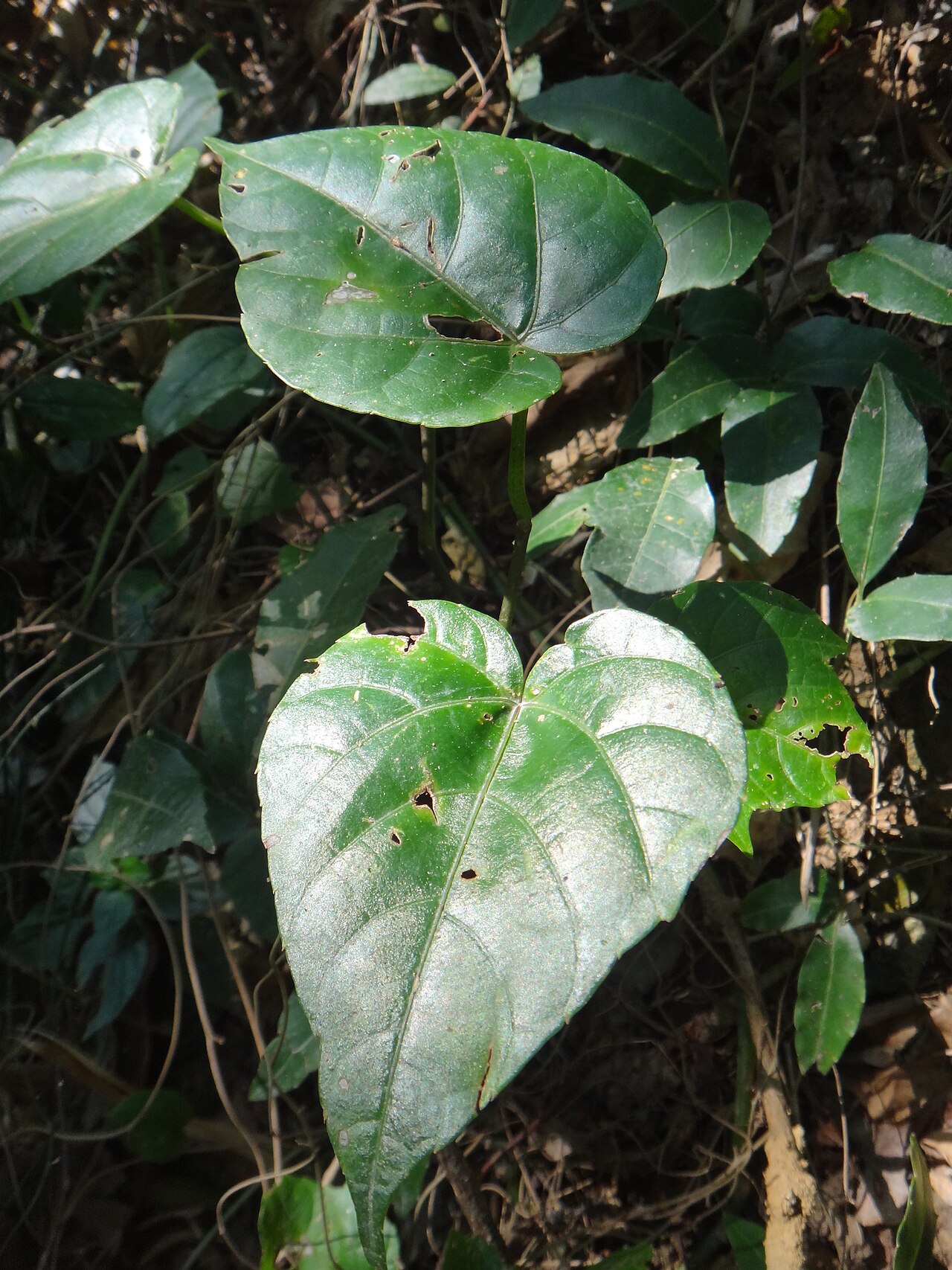 Cissus: Mature specimen of Cissus repens with no visible fruits in Shoushanguojia Natural Park, Taiwan