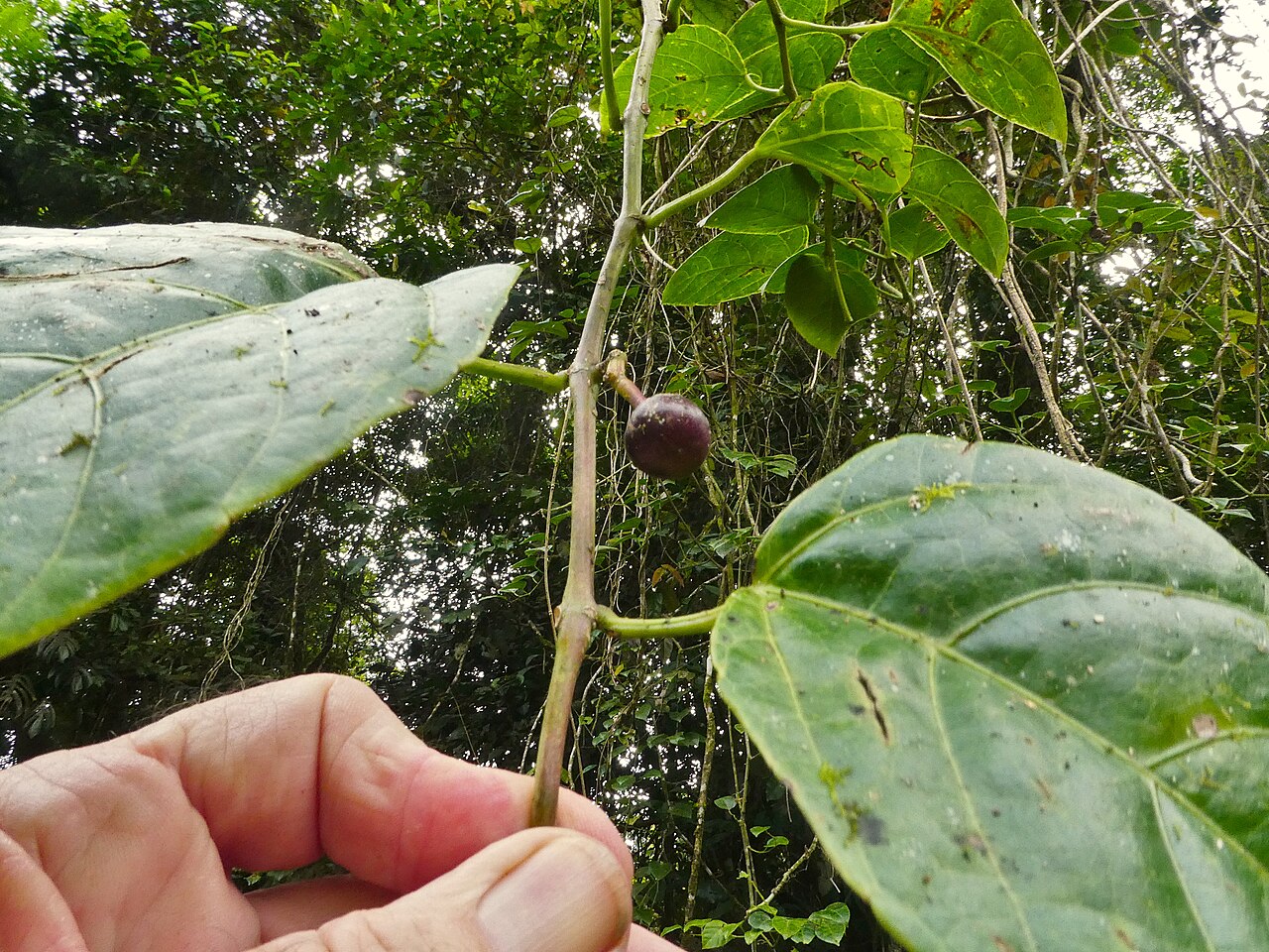 Cissus: Cissus repens in Wooroonooran National Park, Queensland, Australia