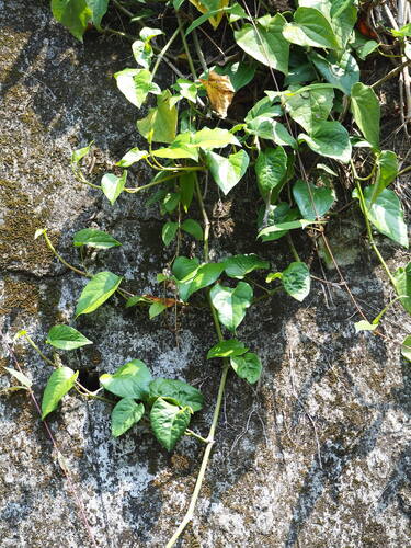 Cissus (Cissus repens)
