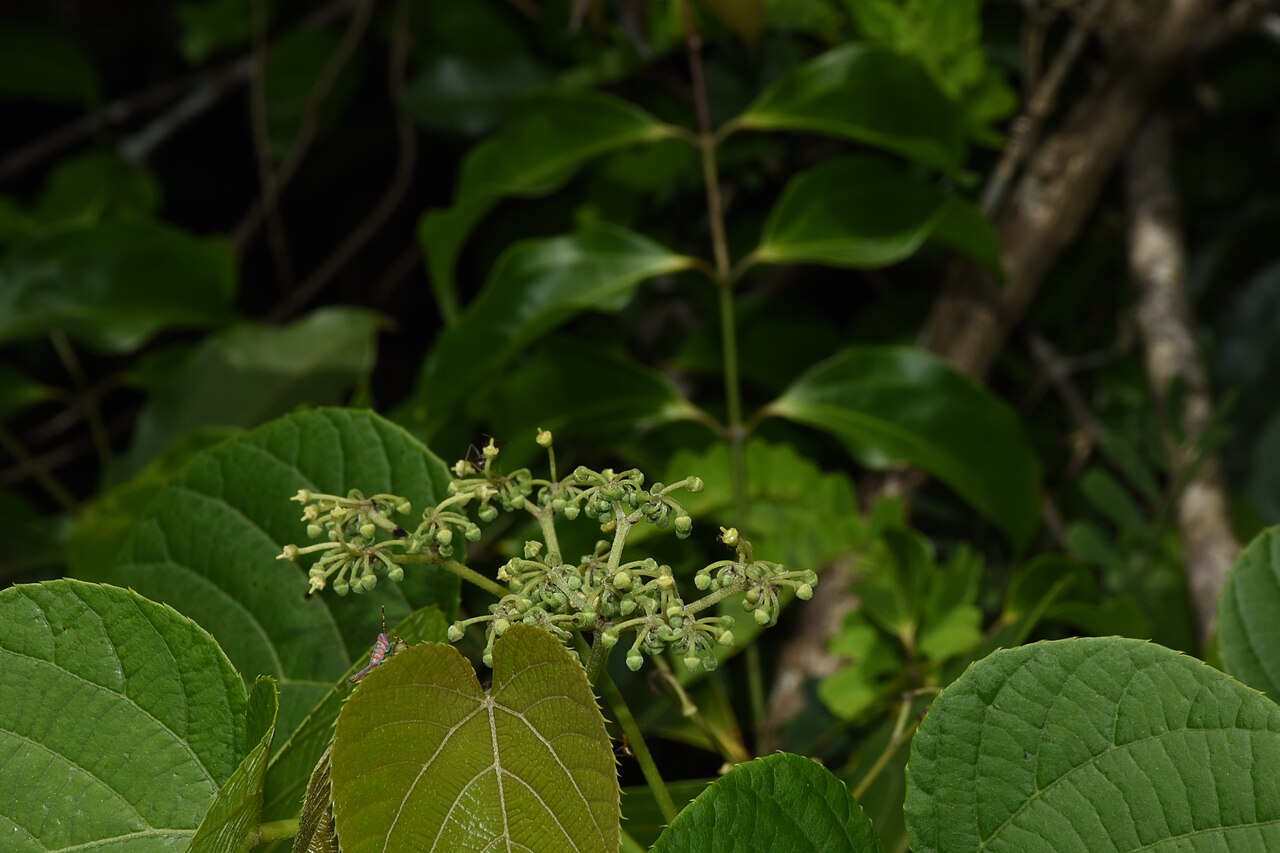 Cissus: A clown grass hopper is seen on the left side of the inflorescence; Location:Neeliyarkottam, Mangattuparamba, Kannur Dist